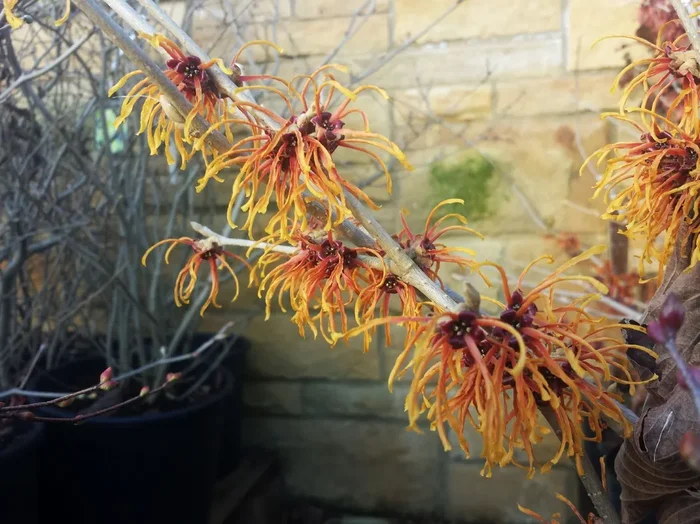 Hamamelis intermedia ‚Aphrodite‘ (Großblütige Zaubernuss)