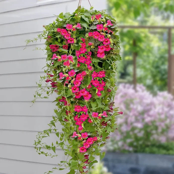 Hänge-Gloxinie Lofos® ‚Wine Red‘ Lophospermum erubescens – Bestellnummer 6607068