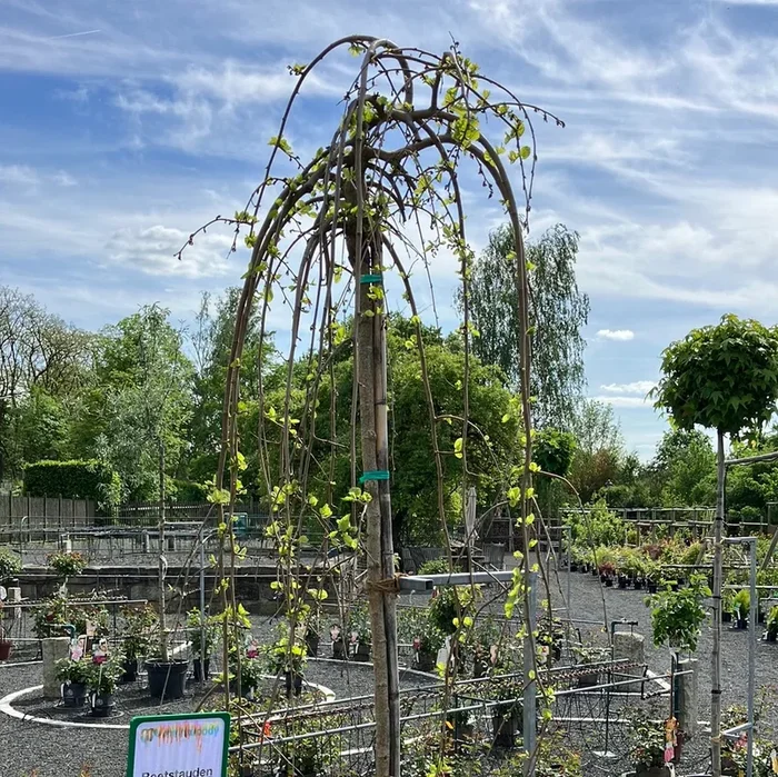 Hänge-Maulbeerbaum ‚Pendula‘