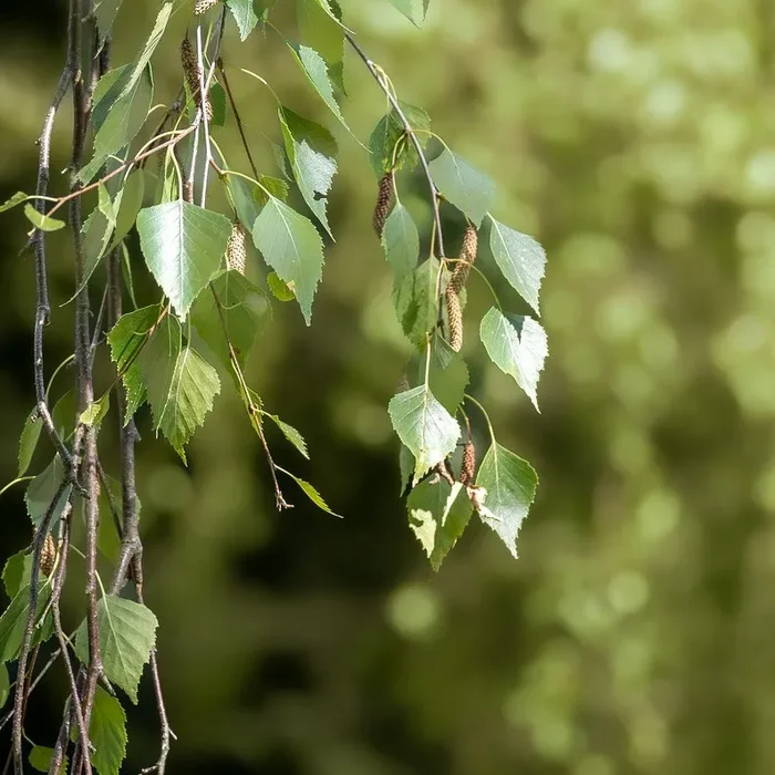 Hängebirke Trauerbirke – Betula pendula Youngii