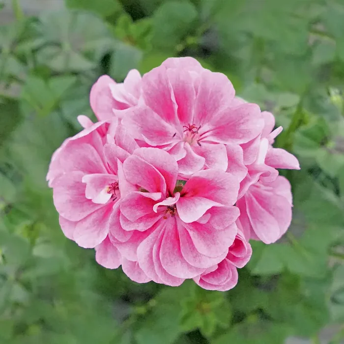 Hängegeranie Royal® Frosty Pink Bestellnummer 6609583
