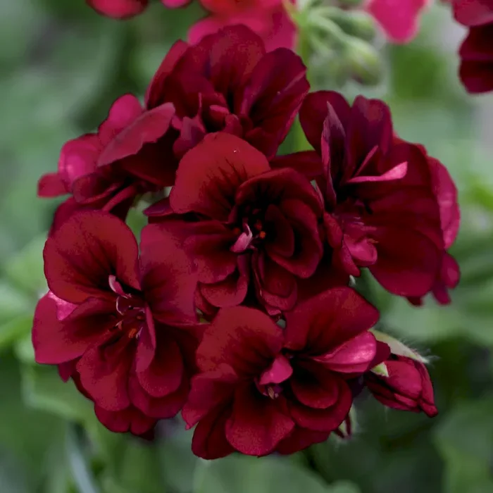 Hängegeranie Royal® Night’12 Bestellnummer 6609547