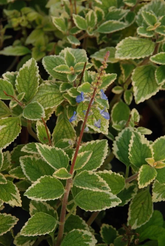Harfenstrauch – Plectranthus parviflorus „Blue Spire“