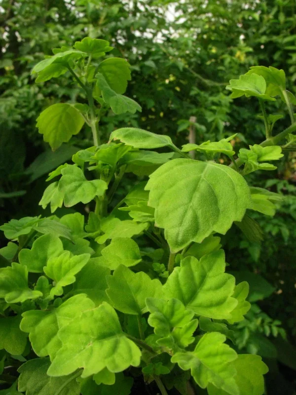 Harfenstrauch – Plectranthus saccatus