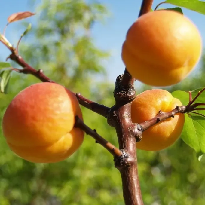Hargrand – Aprikose Halbstamm