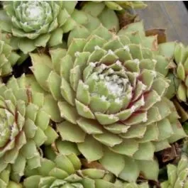 Hauswurz (sempervivum) Othello