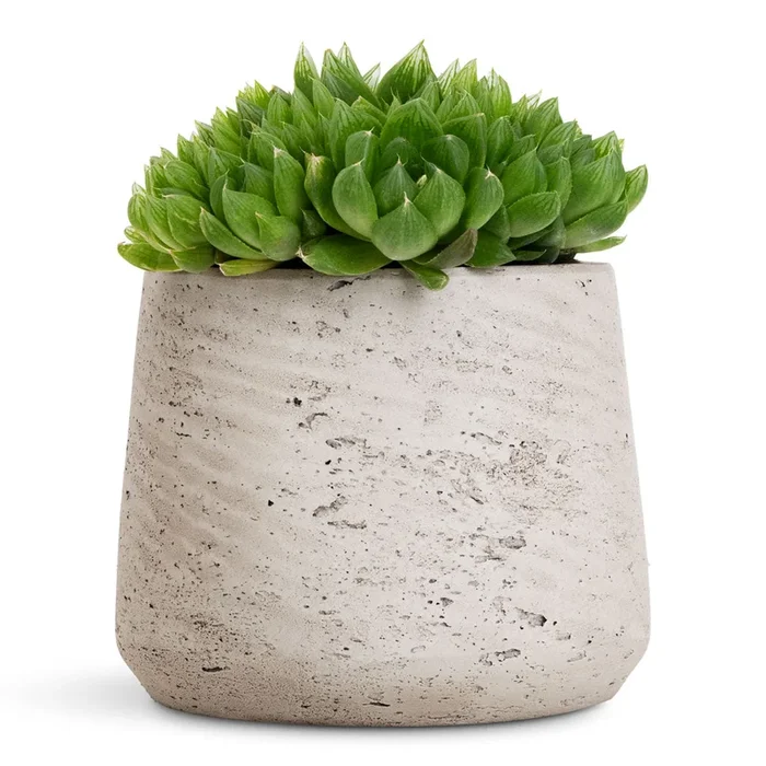 Haworthia cooperi
