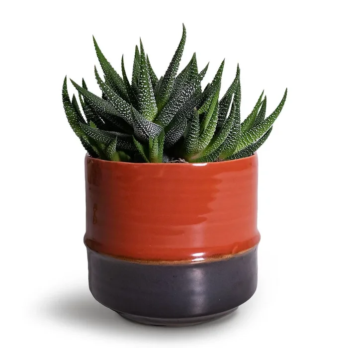 Haworthia fasciala Concolor
