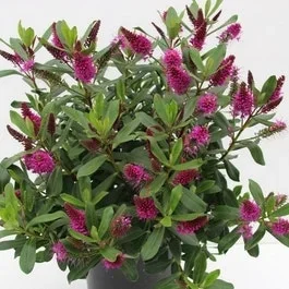 Hebe (Hebe ‚Wiri Charm‘)