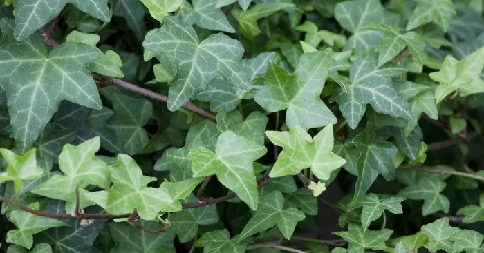 Hedera helix${2}