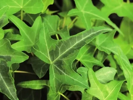 Hedera helix ‚Goldstern‘ Efeu