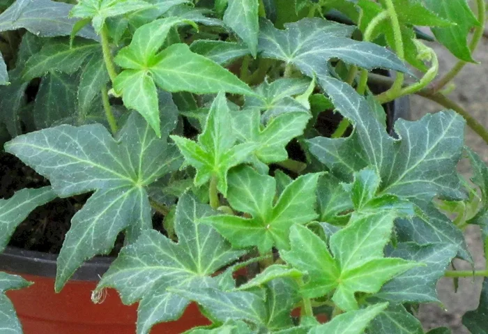 hedera helix ‚Ritterkreuz Efeu