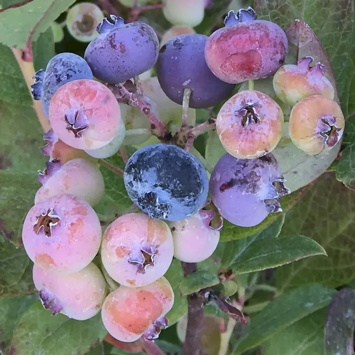 Heidelbeere Reka (R) – Vaccinium corymbosum