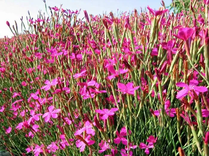 Heidenelke (Dianthus deltoides)
