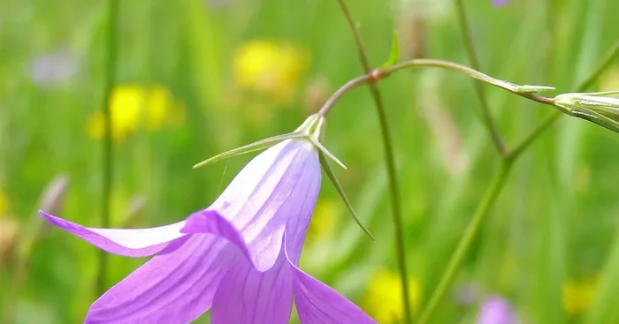 Heimische Acker-Glockenblume