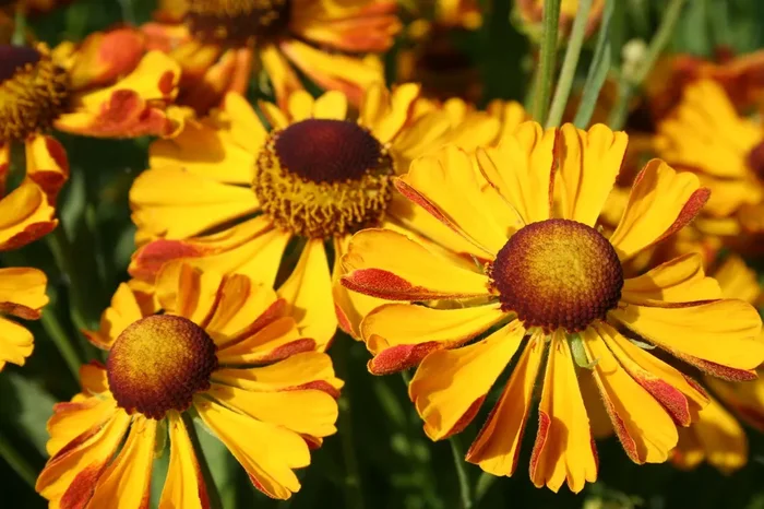 Helenium ‚Rauchtopas‘ (Garten-Sonnenbraut)