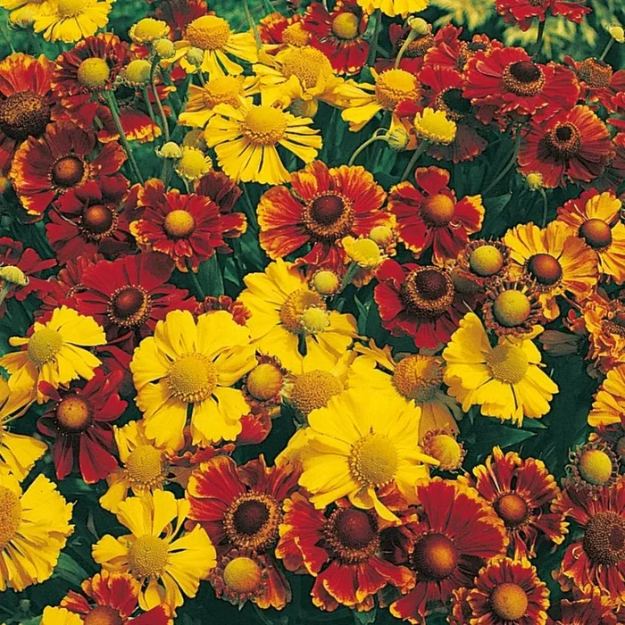 Helenium autumnale