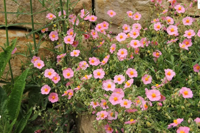 Helianthemum ‚Lawrensons Pink‘ (Garten-Sonnenröschen)
