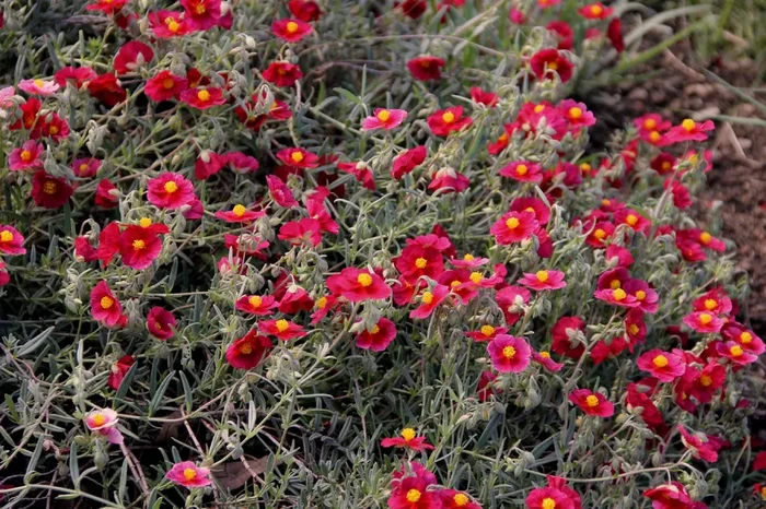 Helianthemum ‚Red Orient‘ (Sonnenröschen)