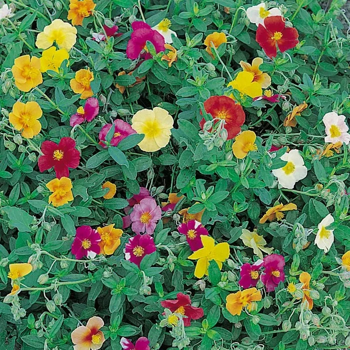 Helianthemum nummularium