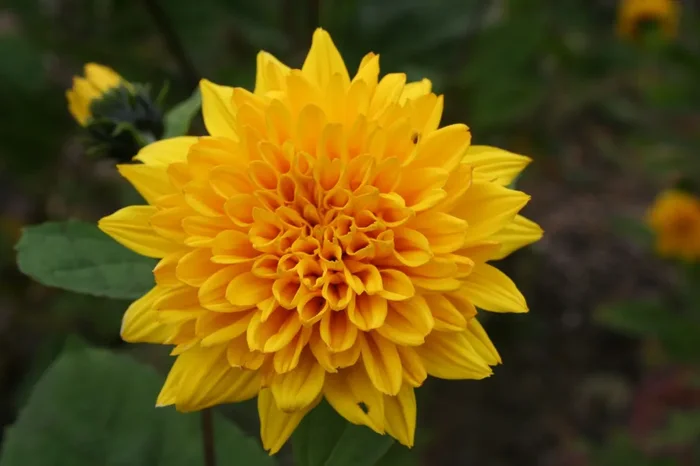 Helianthus decapetalus ‚Soleil d’Or‘ (Garten-Stauden-Sonnenblume)