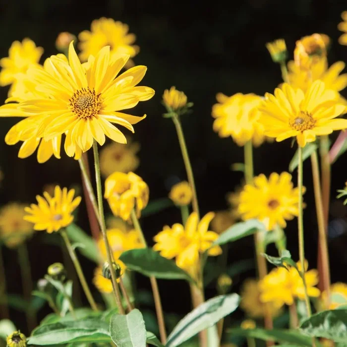 Helianthus mollis