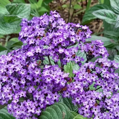 Heliotrope Arborescens ‚Marine‘