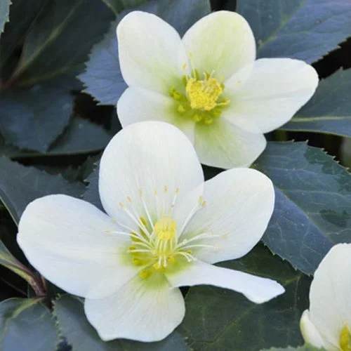 Helleborus Snow Love