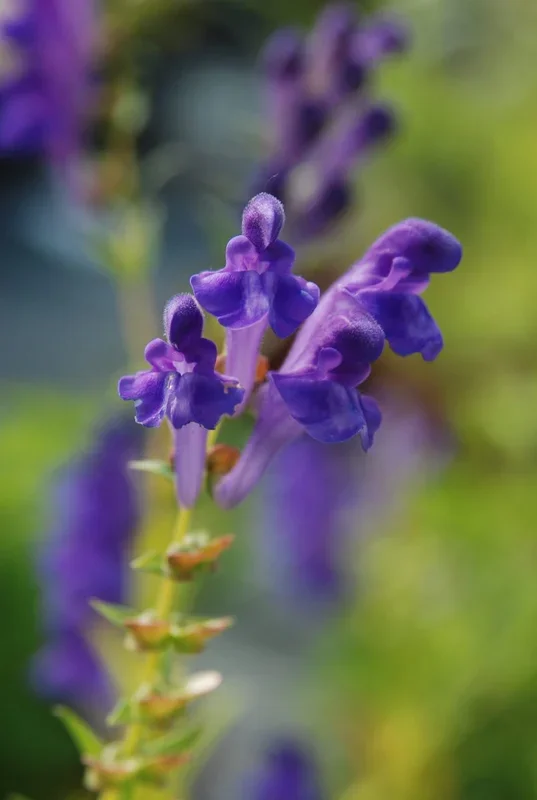 Helmkraut, Chinesisches – Scutellaria baicalensis