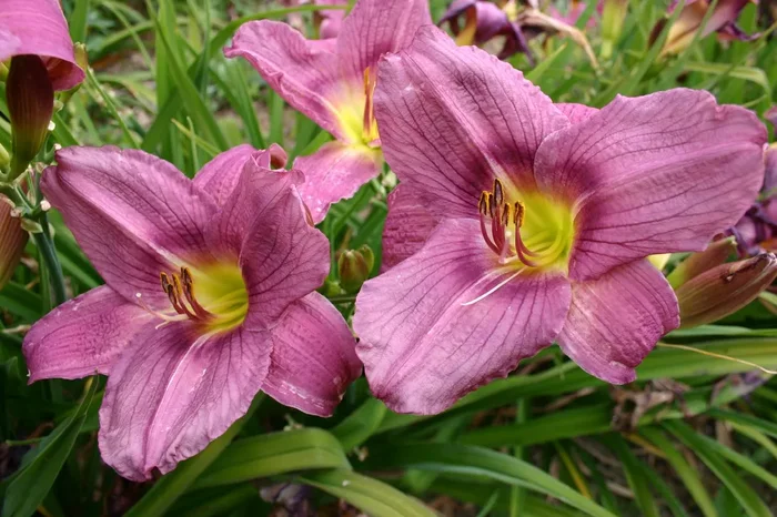 Hemerocallis ‚Allen Wild‘ (Großblumige Taglilie)