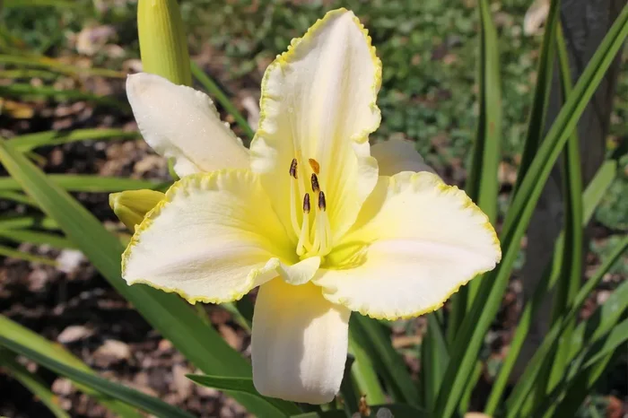 Hemerocallis ‚Blizzard Bay‘ (Großblumige Taglilie)
