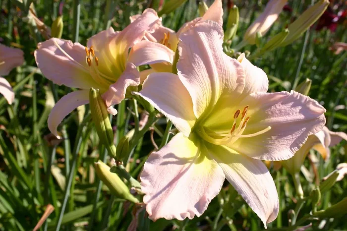 Hemerocallis ‚Catherine Woodbery‘ (Großblumige Taglilie)