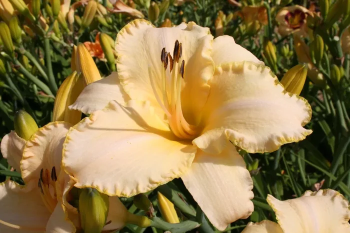 Hemerocallis ‚Creme Explosion‘ (Großblumige Taglilie)