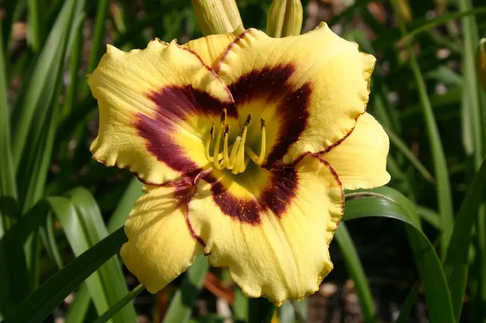 Hemerocallis ‚El Desperado‘ (Großblumige Taglilie)