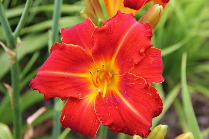 Hemerocallis ‚Fiesta Cubana‘ (Großblumige Taglilie)