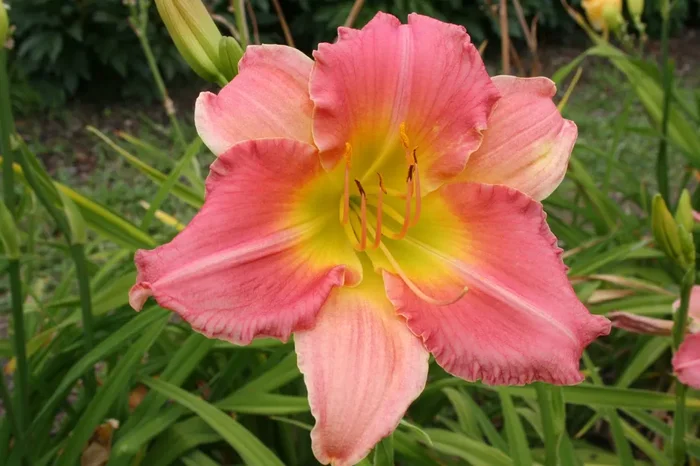 Hemerocallis ‚Final Touch‘ (Großblumige Taglilie)