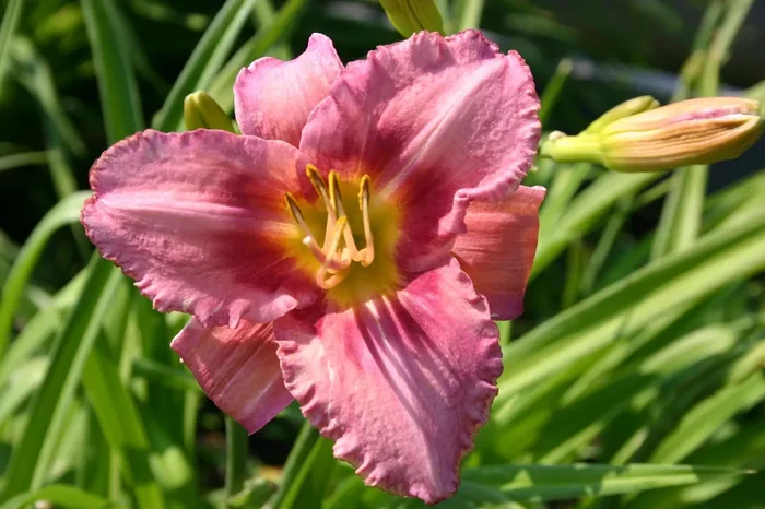 Hemerocallis ‚French Porcelain‘ (Großblumige Taglilie)