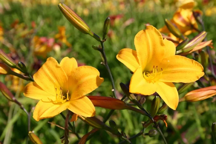 Hemerocallis ‚Golden Chimes‘ (Miniaturblütige Taglilie)