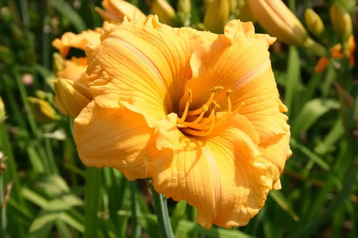 Hemerocallis ‚Golden Scroll‘ (Großblumige Taglilie)