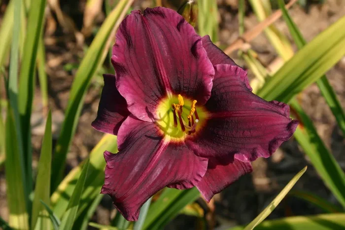 Hemerocallis ‚Grape Velvet‘ (Großblumige Taglilie)