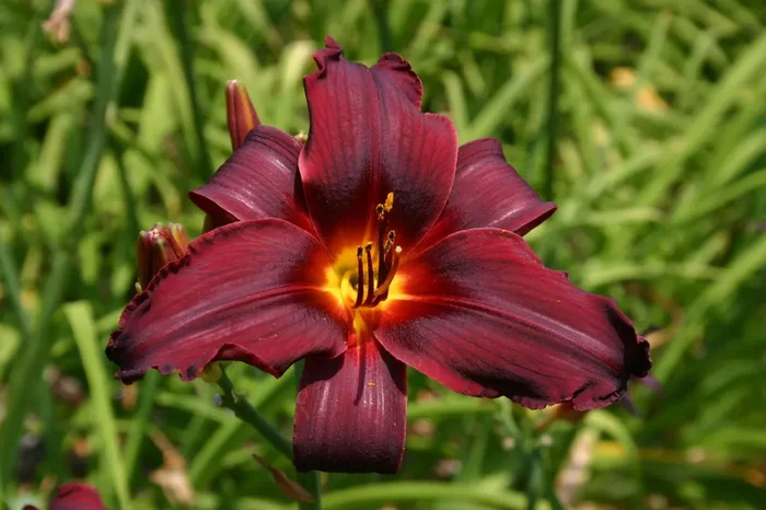 Hemerocallis ‚Happy Apple‘ (Großblumige Taglilie)