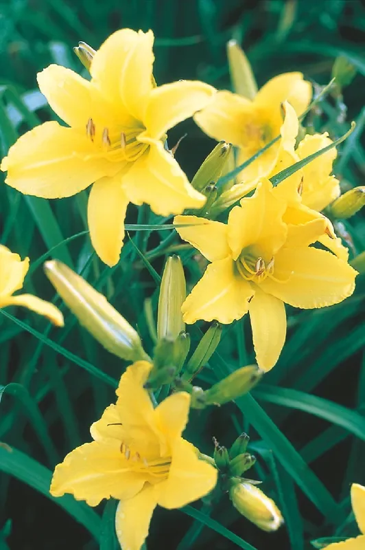 Hemerocallis ‚Irish Limerick‘ (Großblumige Taglilie)