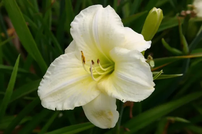 Hemerocallis ‚Joan Senior‘ (Großblumige Taglilie)