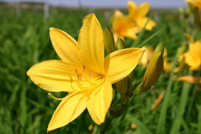 Hemerocallis ‚Maikönigin‘ (Kleinblumige Taglilie)