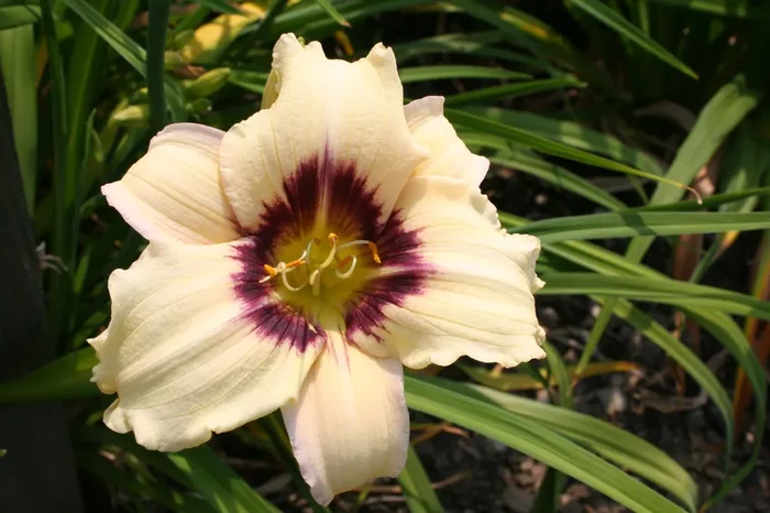 Hemerocallis ‚Pandora’s Box‘ (Kleinblumige Taglilie)