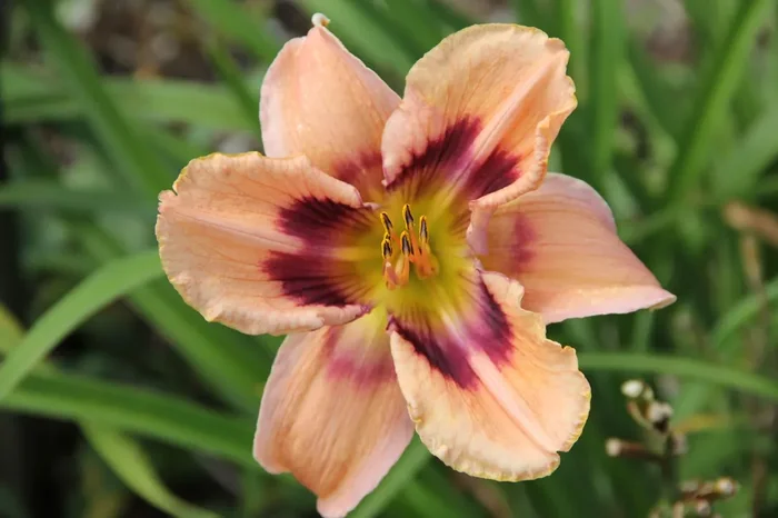 Hemerocallis ‚Paper Butterfly‘ (Großblumige Taglilie)