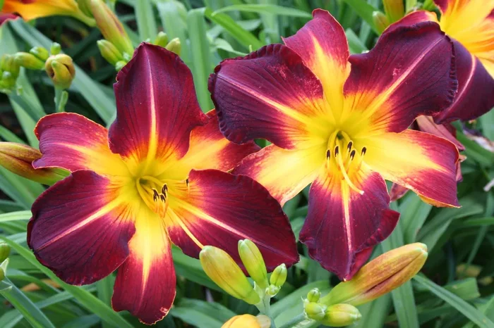 Hemerocallis ‚Ruby Spider‘ (Großblumige Taglilie)