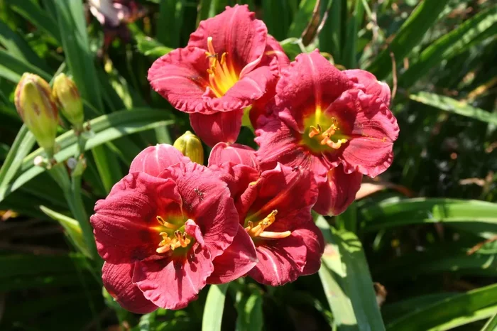 Hemerocallis ‚Siloam Grace Stamile‘ (Miniaturblütige Taglilie)