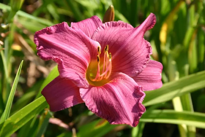 Hemerocallis ‚Summer Wine‘ (Großblumige Taglilie)