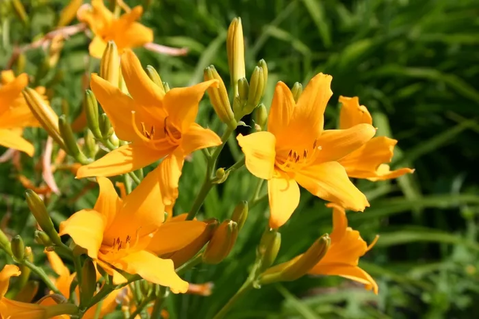 Hemerocallis ‚Tinkerbell‘ (Miniaturblütige Taglilie)
